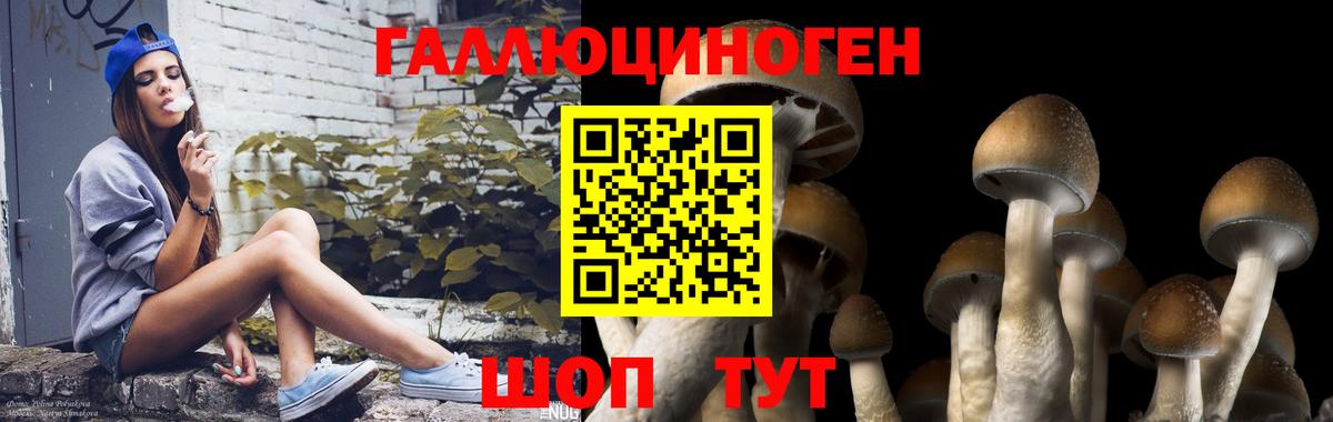 Псилоцибиновые грибы Psilocybe Владикавказ